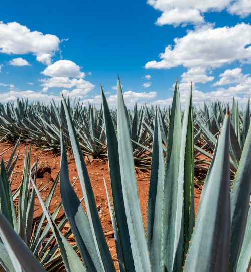 Land for sale (agave farm)